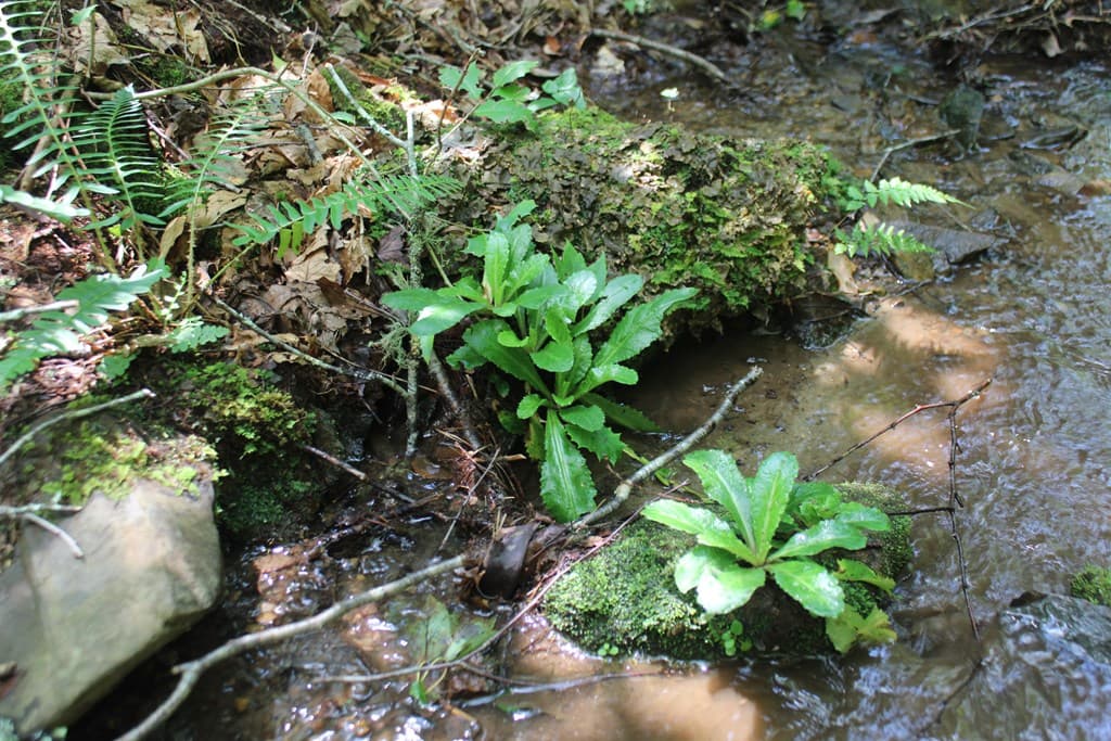 Lot 25 N Shelton Springs Drive, Hayesville NC 28904 - Photo