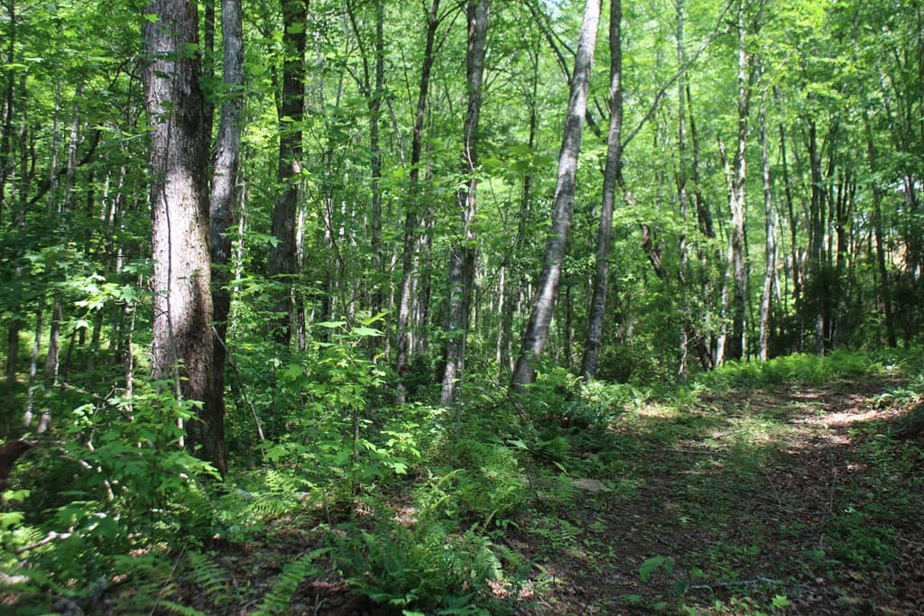 Lot 25 N Shelton Springs Drive, Hayesville NC 28904 - Photo