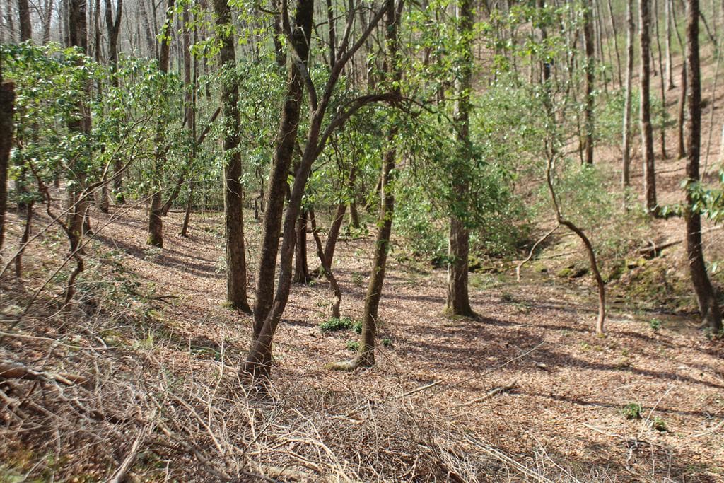 Lot 25 N Shelton Springs Drive, Hayesville NC 28904 - Photo