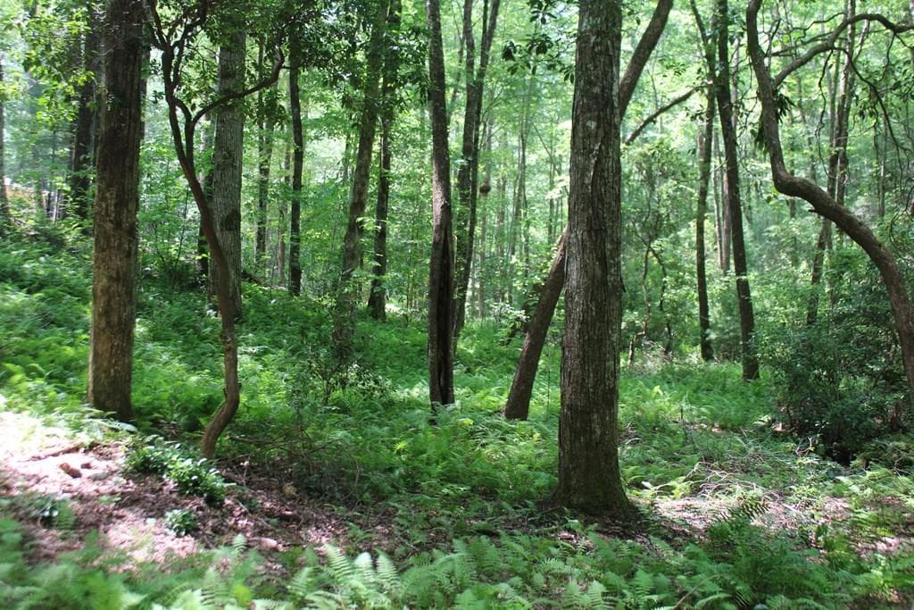 Lot 25 N Shelton Springs Drive, Hayesville NC 28904 - Primary photo
