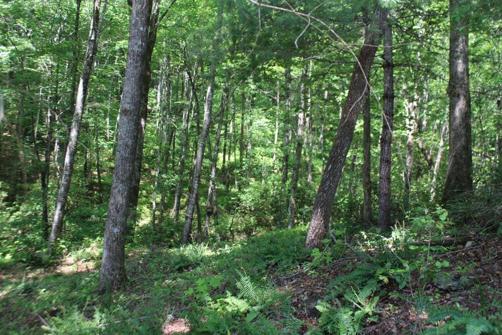 Lot 25 N Shelton Springs Drive, Hayesville NC 28904 - Photo