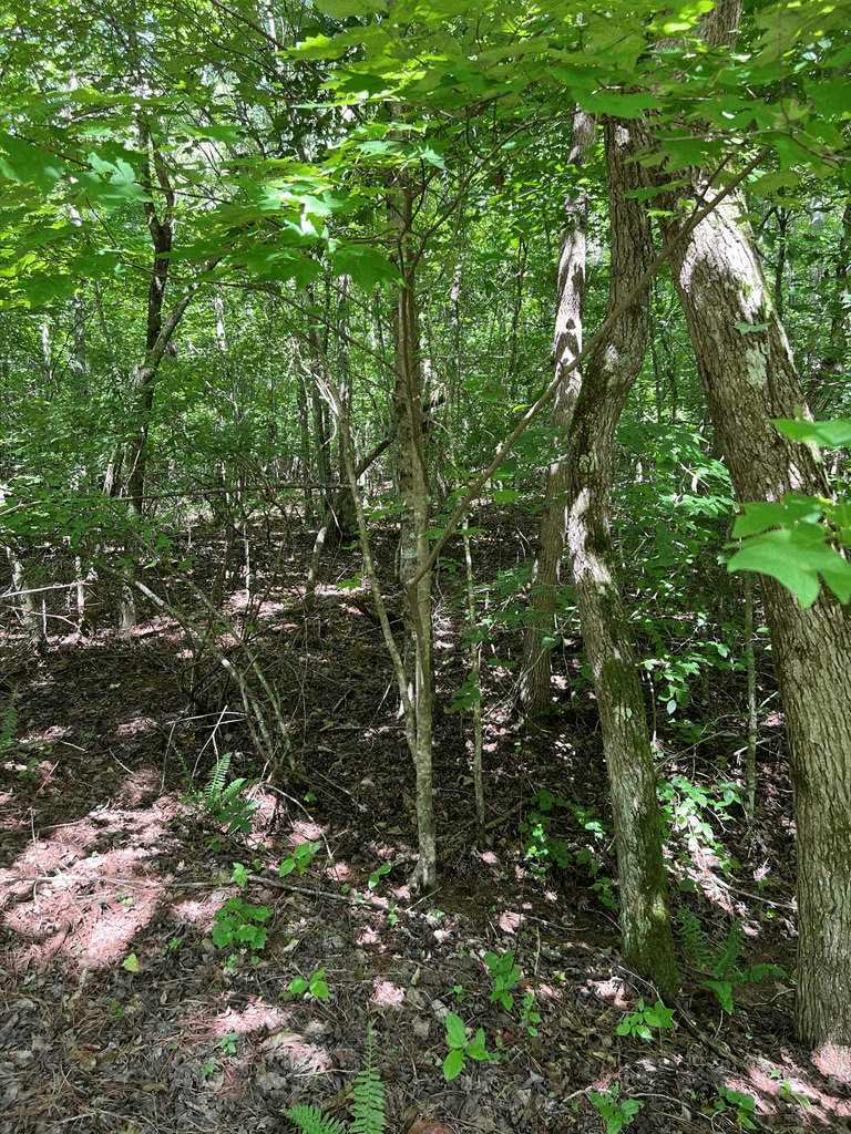 56 acres Old Hwy 5s, Talking Rock GA 30175 - Photo