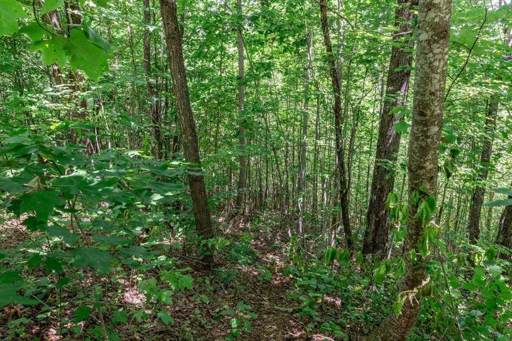 Lot 111C Puett Cove Estates, Marble NC 28905 - Photo