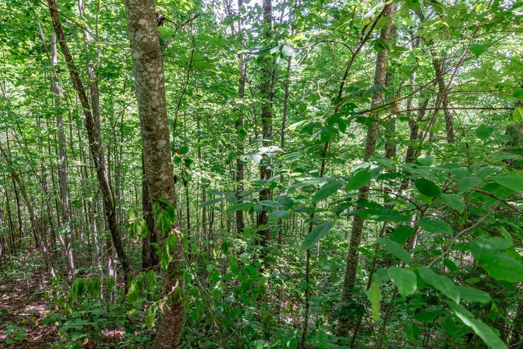 Lot 111C Puett Cove Estates, Marble NC 28905 - Photo