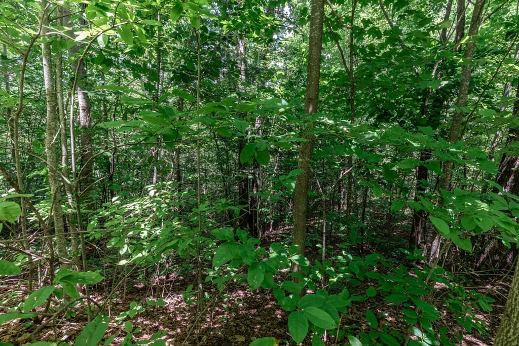 Lot 111C Puett Cove Estates, Marble NC 28905 - Photo