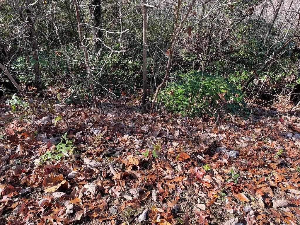 Lot 31J Ashe Branch Drive, Hayesville NC 28904 - Photo