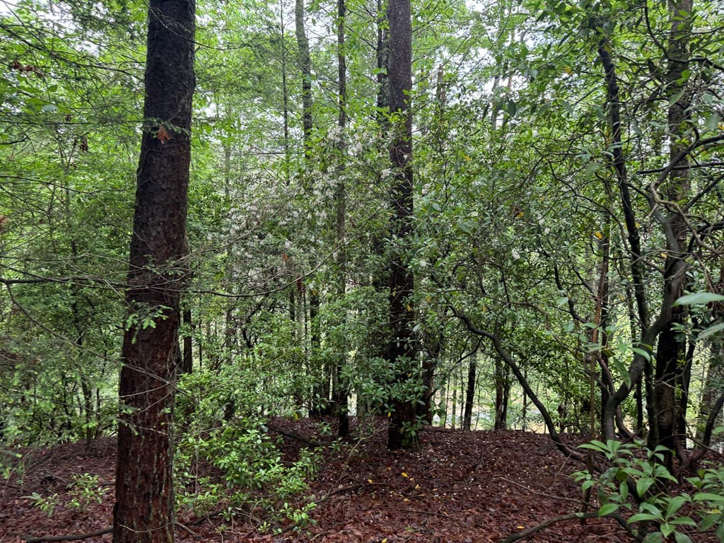 928 Fir Lane, Ellijay GA 30540 - Photo