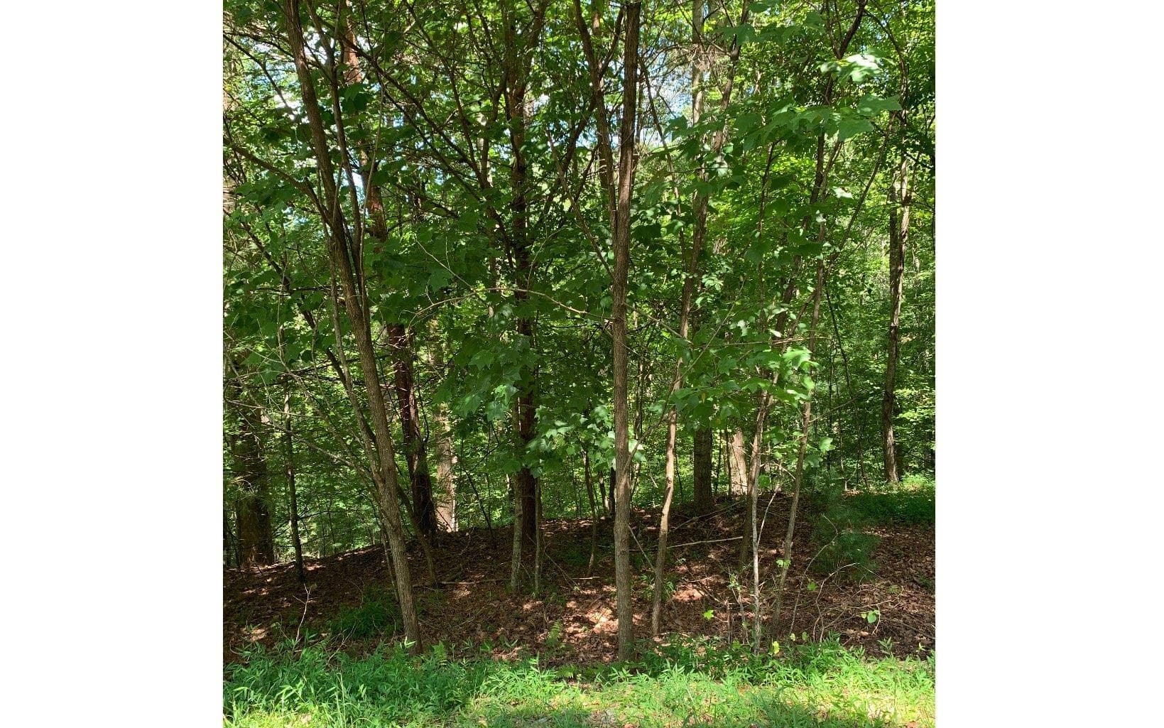 LOT20 Bryant Cove Road, Blairsville GA 30512 - Photo
