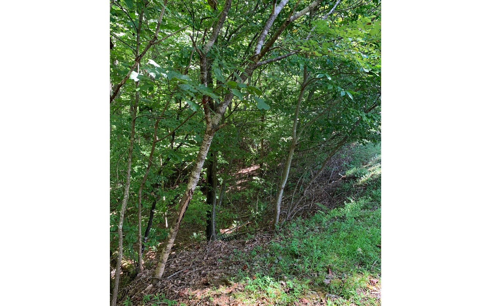 LOT20 Bryant Cove Road, Blairsville GA 30512 - Photo