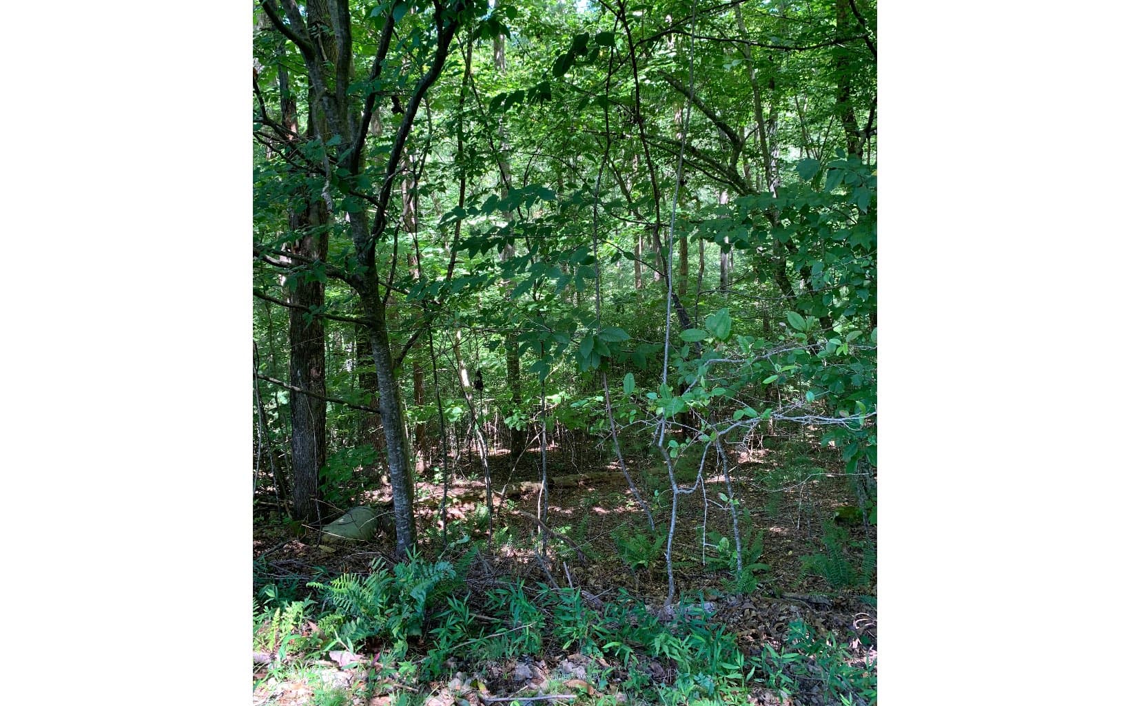 LOT20 Bryant Cove Road, Blairsville GA 30512 - Photo