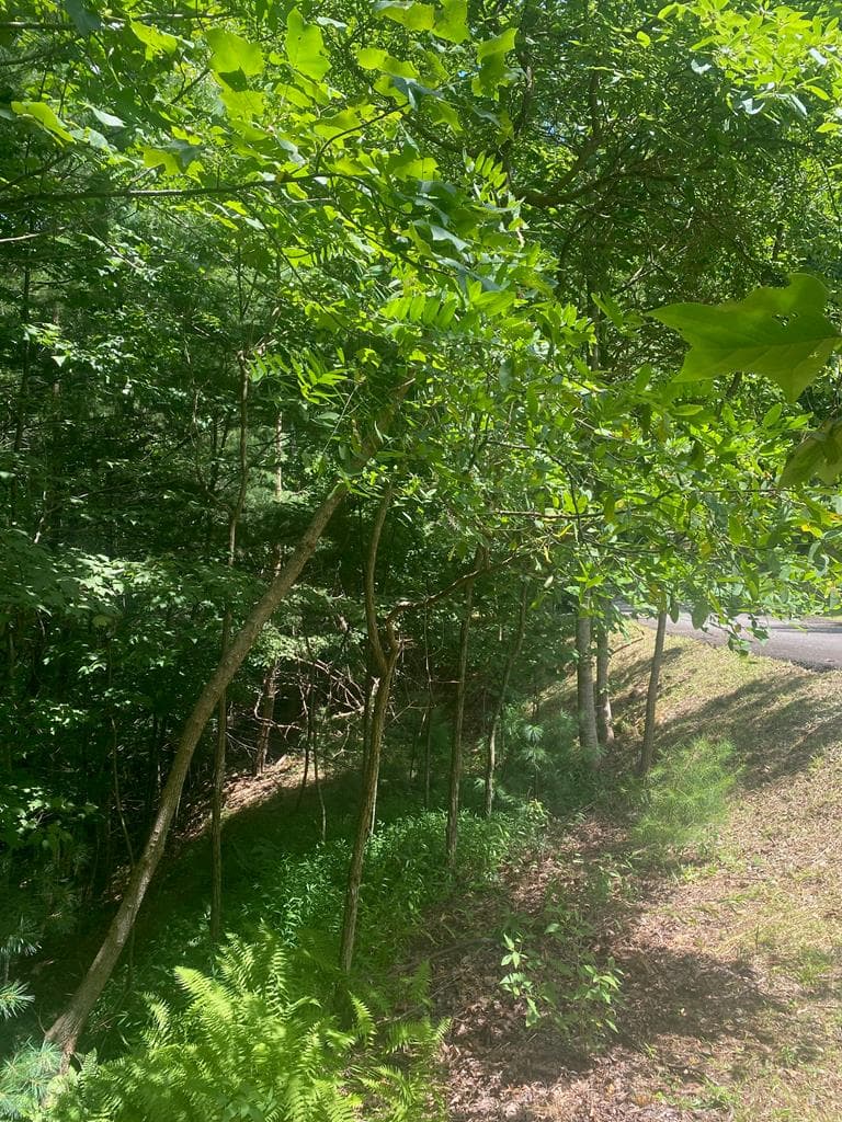 LOT21 Bryant Cove Road, Blairsville GA 30512 - Photo