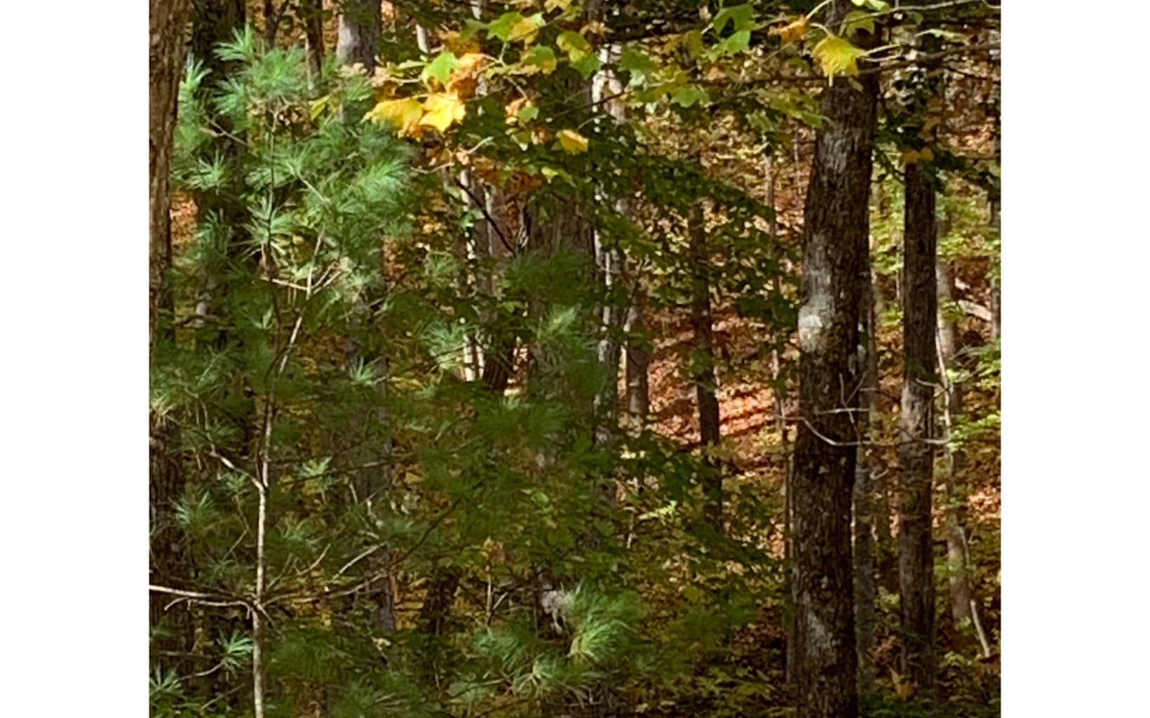 LOT21 Bryant Cove Road, Blairsville GA 30512 - Photo