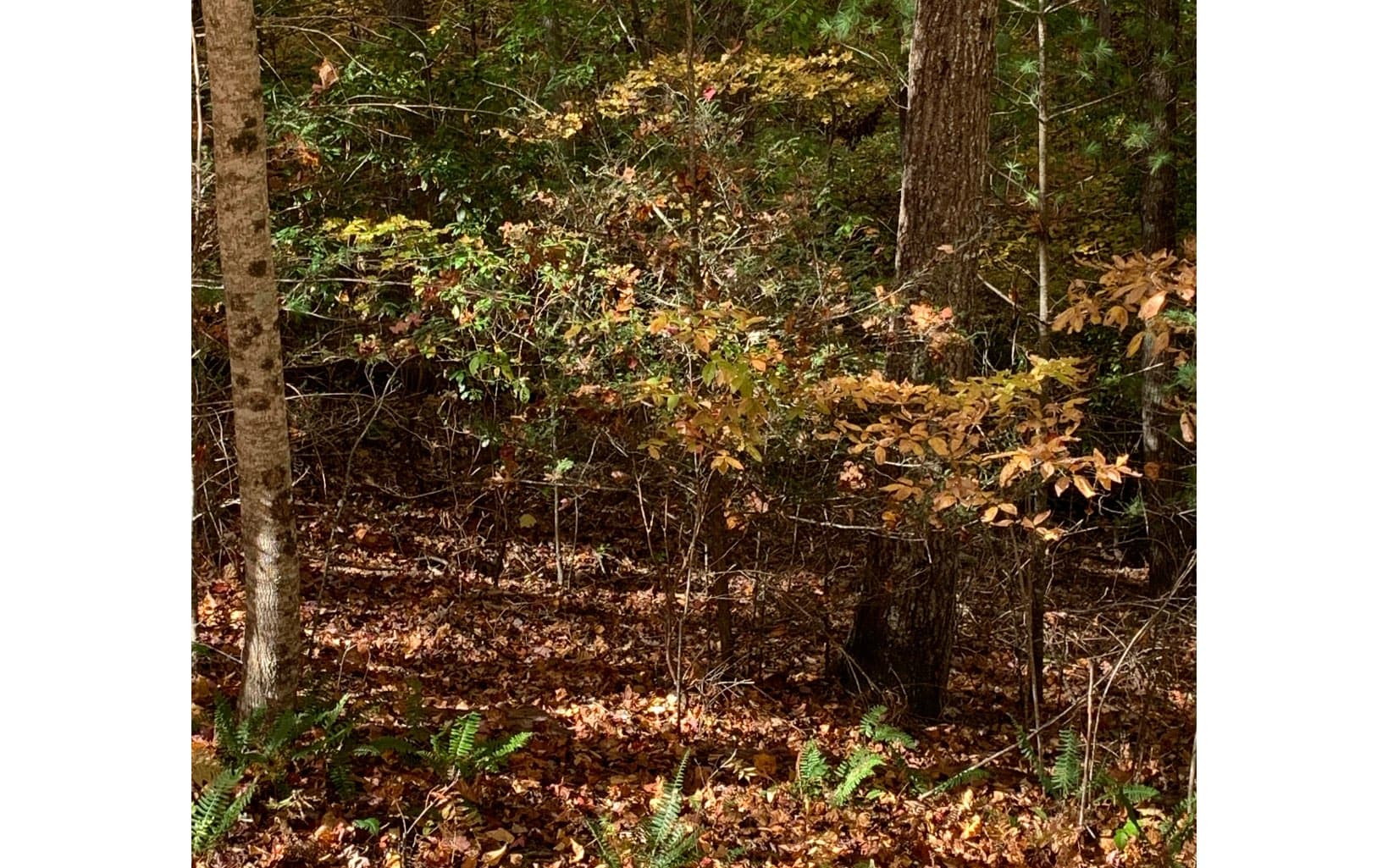 LOT21 Bryant Cove Road, Blairsville GA 30512 - Photo