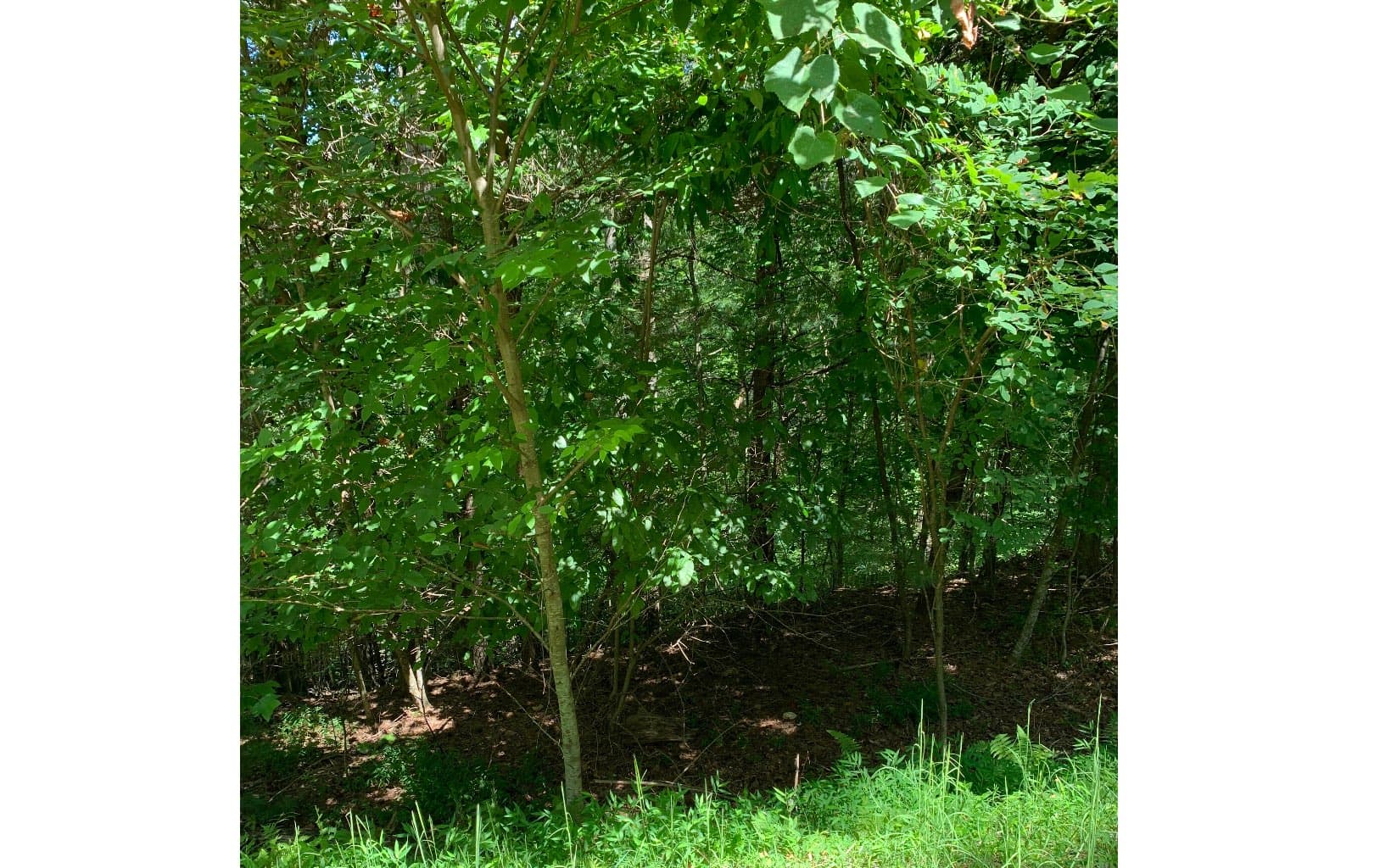 LOT21 Bryant Cove Road, Blairsville GA 30512 - Photo