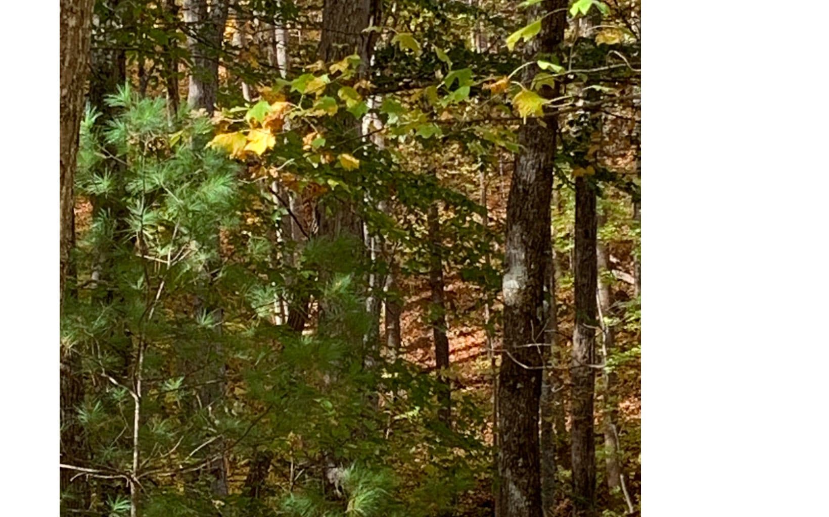 LOT22 Bryant Cove Road, Blairsville GA 30512 - Photo