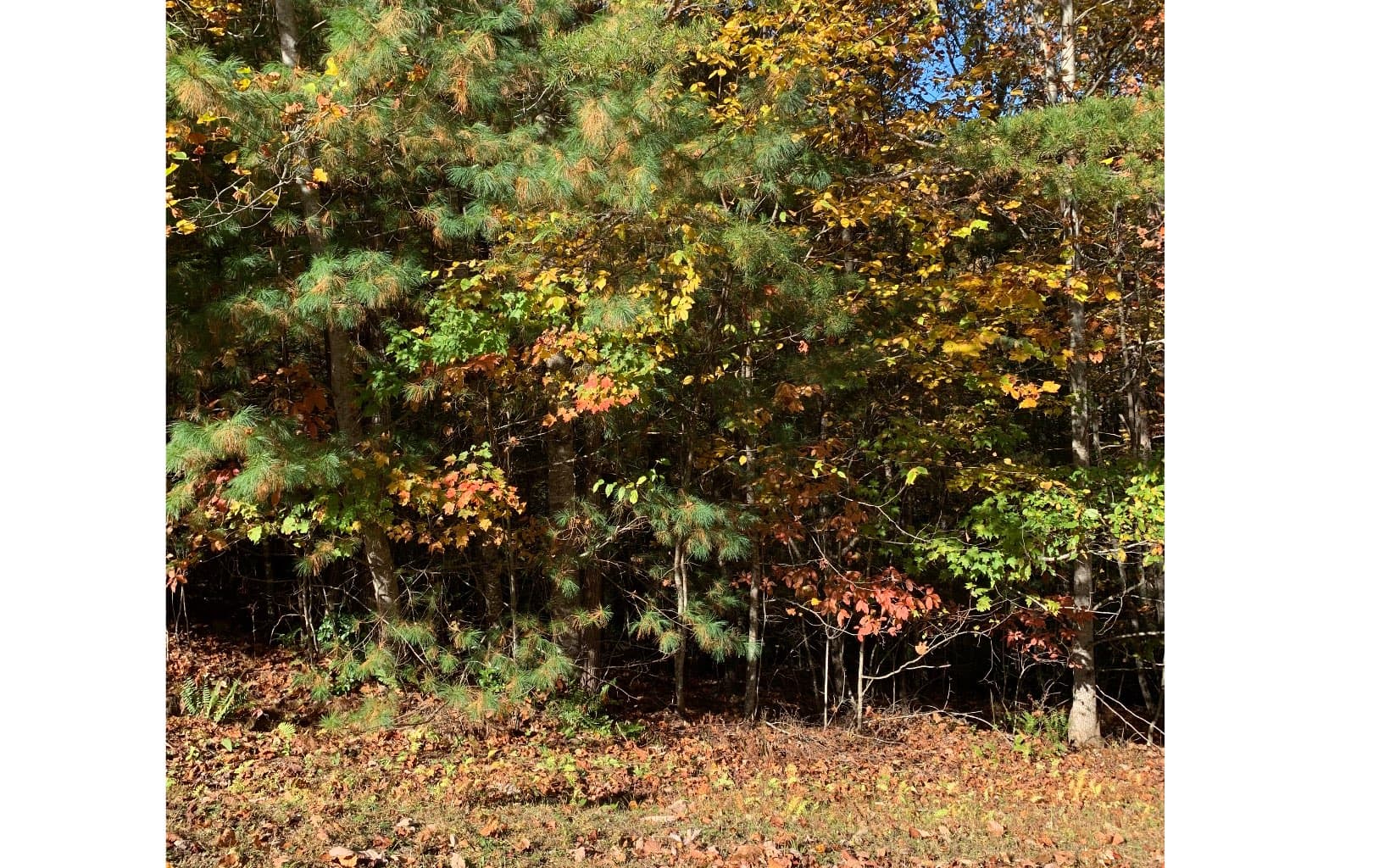 LOT22 Bryant Cove Road, Blairsville GA 30512 - Photo