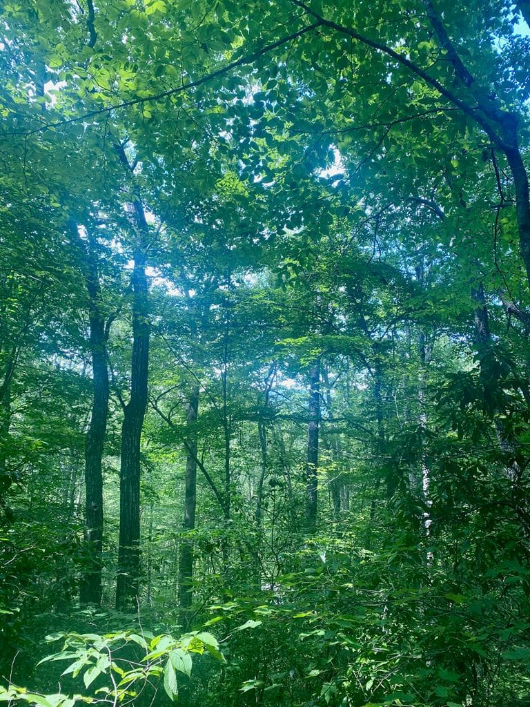 LOT22 Bryant Cove Road, Blairsville GA 30512 - Photo