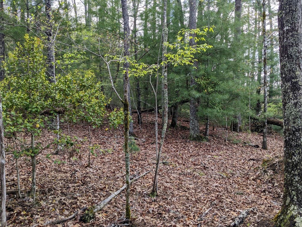 Lot 7 Caddis Trail, Hayesville SC 29804 - Photo