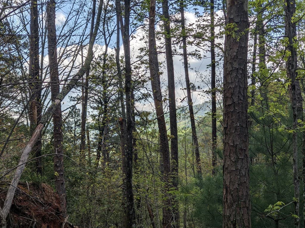 Lot 7 Caddis Trail, Hayesville SC 29804 - Photo