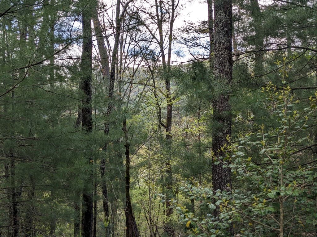 Lot 7 Caddis Trail, Hayesville SC 29804 - Photo