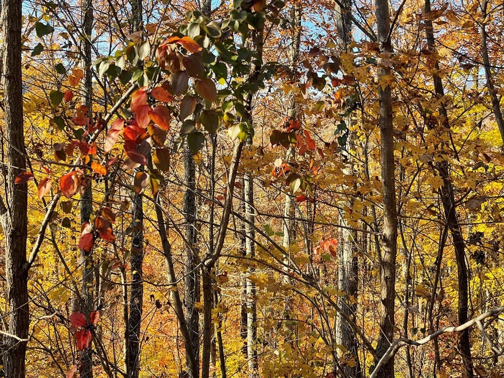 Lot 37M Ridges Overlook, Hayesville NC 28904 - Photo