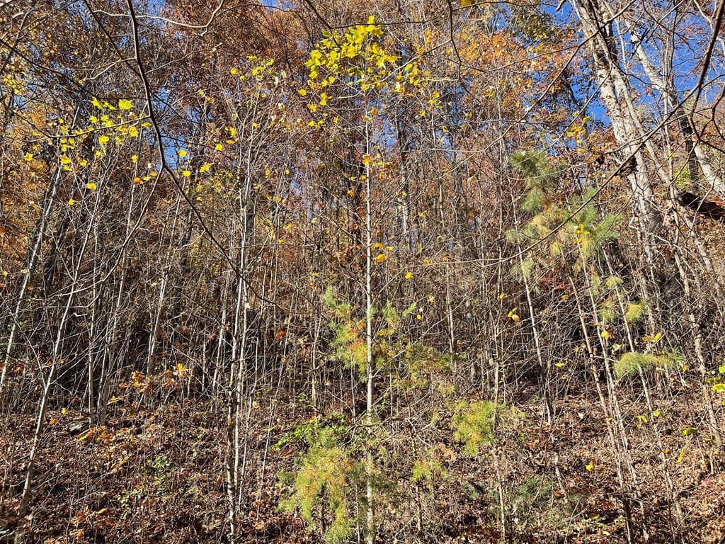 36 54C Ash Branch Circle, Hayesville NC 28904 - Photo