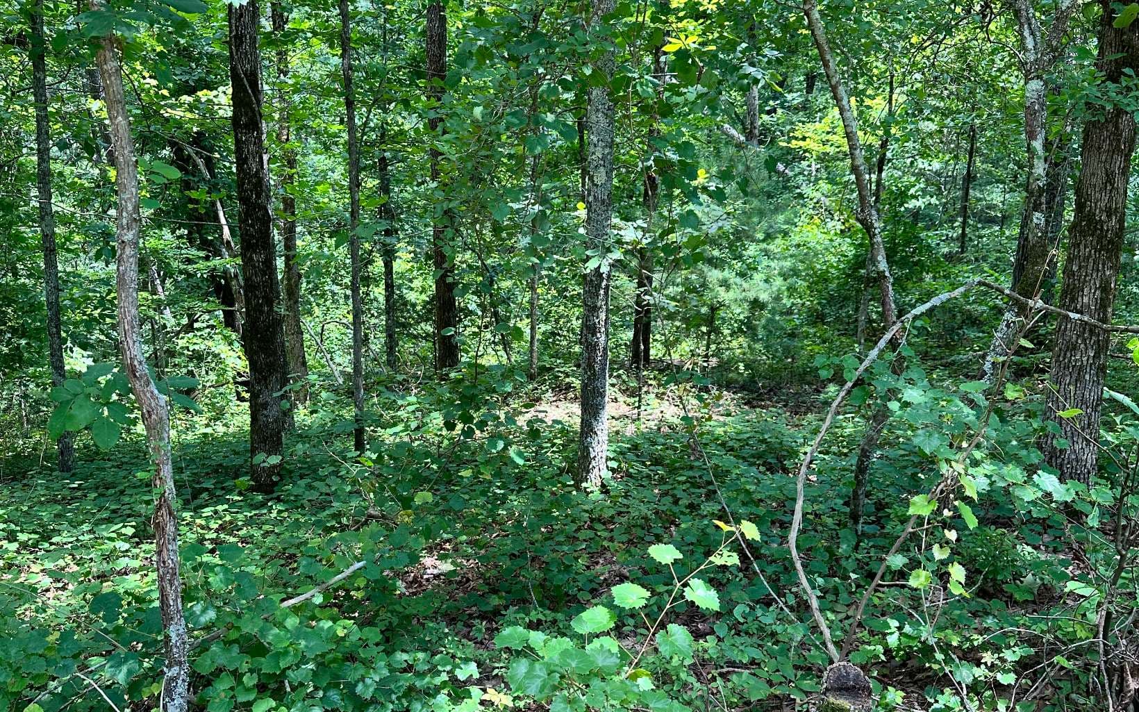 LT 1719 Rebekah Ridge Road, Talking Rock GA 30175 - Primary photo