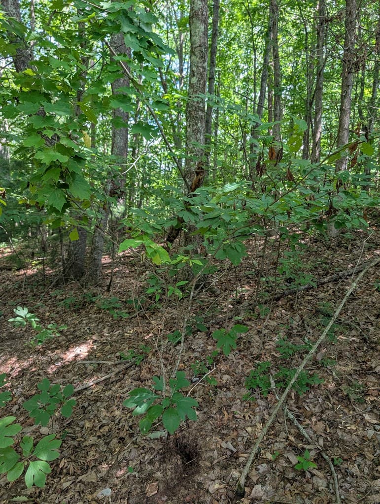 Lot 20 Wilderness Creek Way, Murphy NC 28906 - Photo