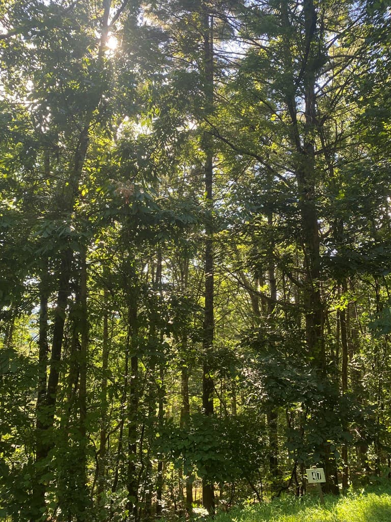 Lot 47 Mountain Top, Blairsville GA 30512 - Photo