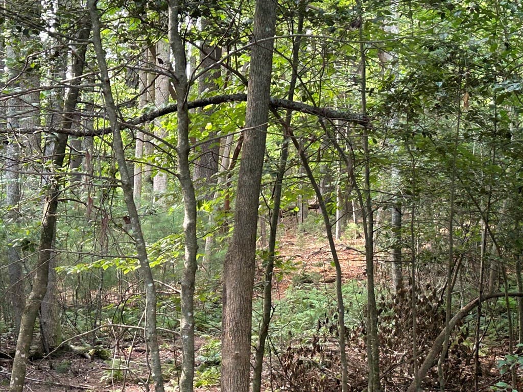 L 10&16 Josie Drive, Blairsville GA 30512 - Photo