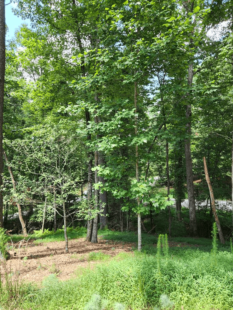 60 Hickory Lane, Ellijay GA 30540 - Photo
