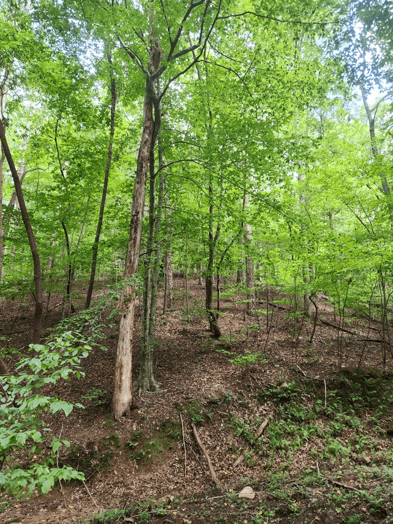 Lot 133 Shiloh Court, Ellijay GA 30540 - Photo