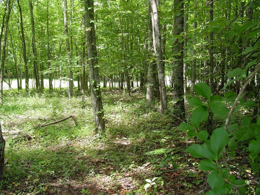 #13 Dan Knob, Hayesville NC 28904 - Photo