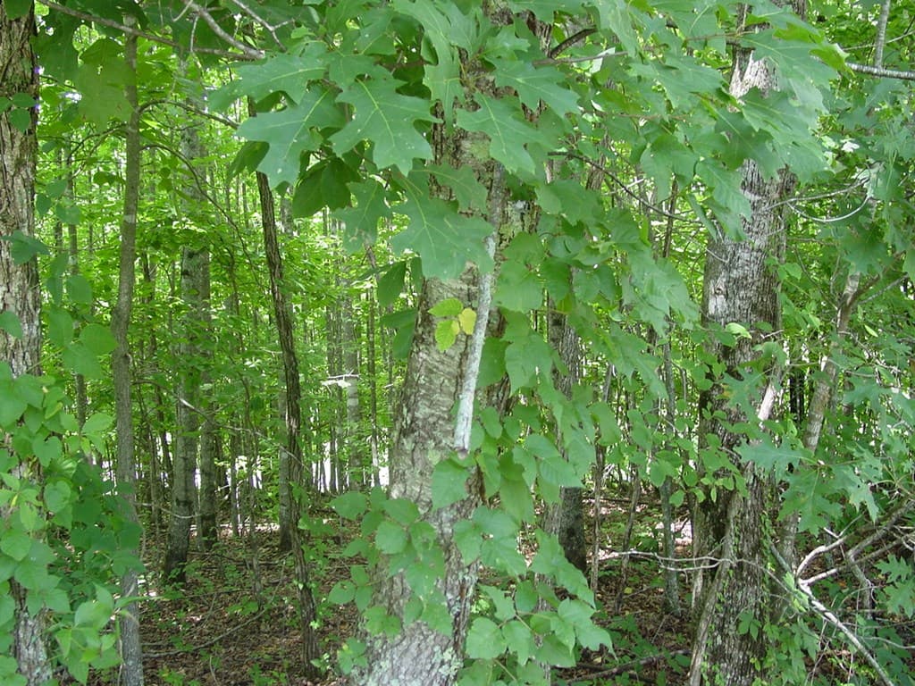 #13 Dan Knob, Hayesville NC 28904 - Photo