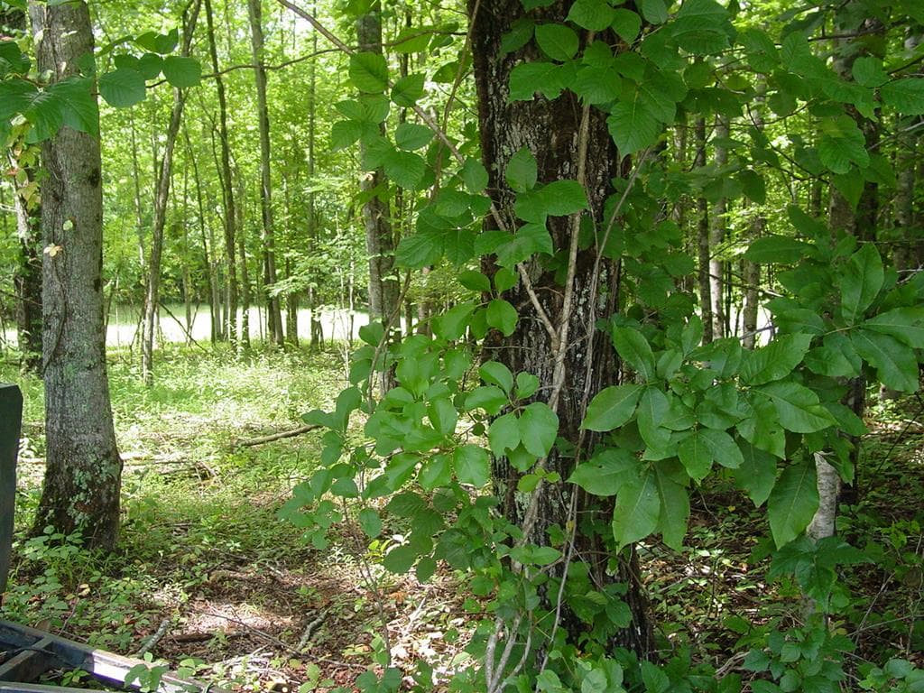 #13 Dan Knob, Hayesville NC 28904 - Primary photo