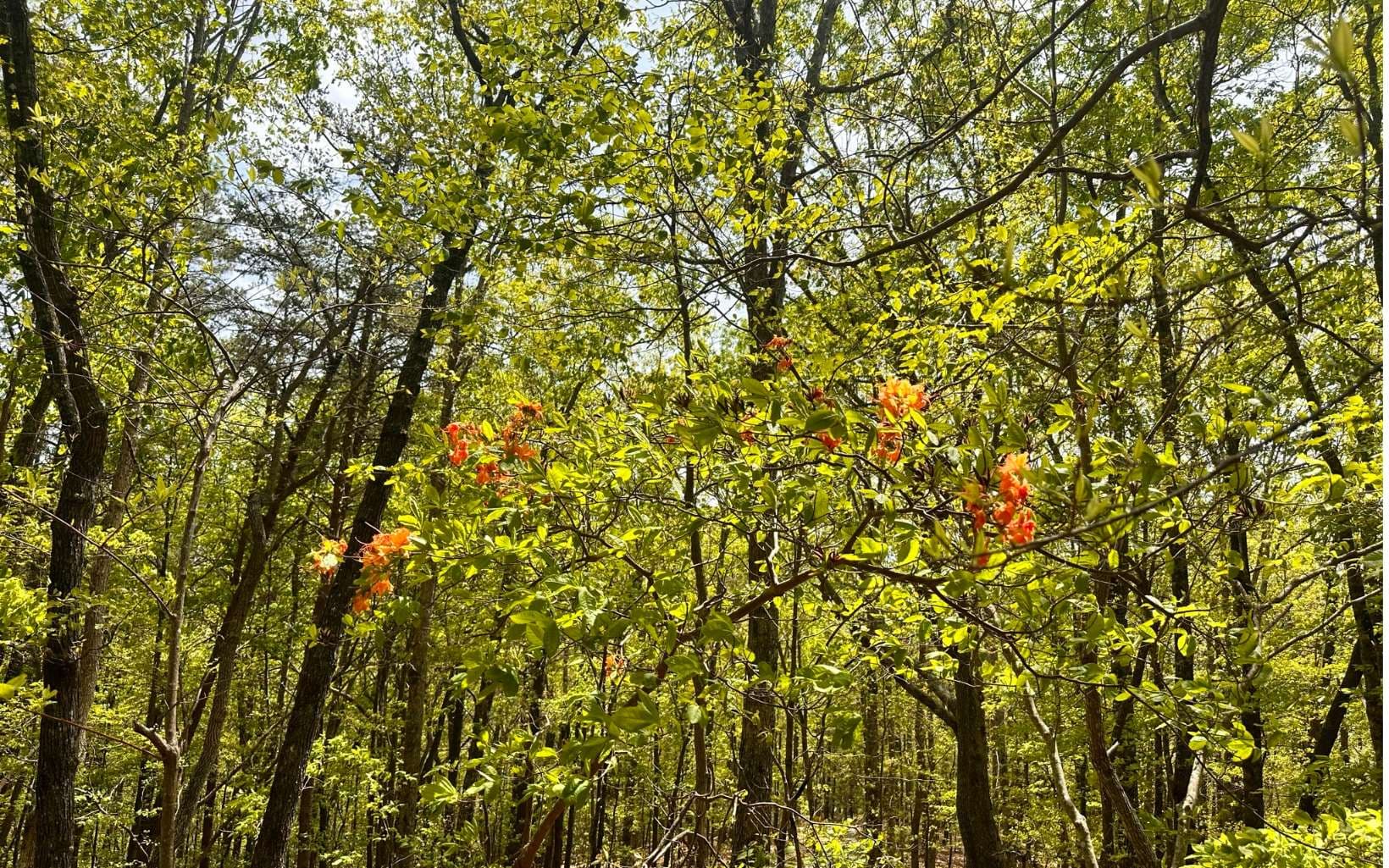 1 Thomas Town Road, Young Harris GA 30582 - Photo