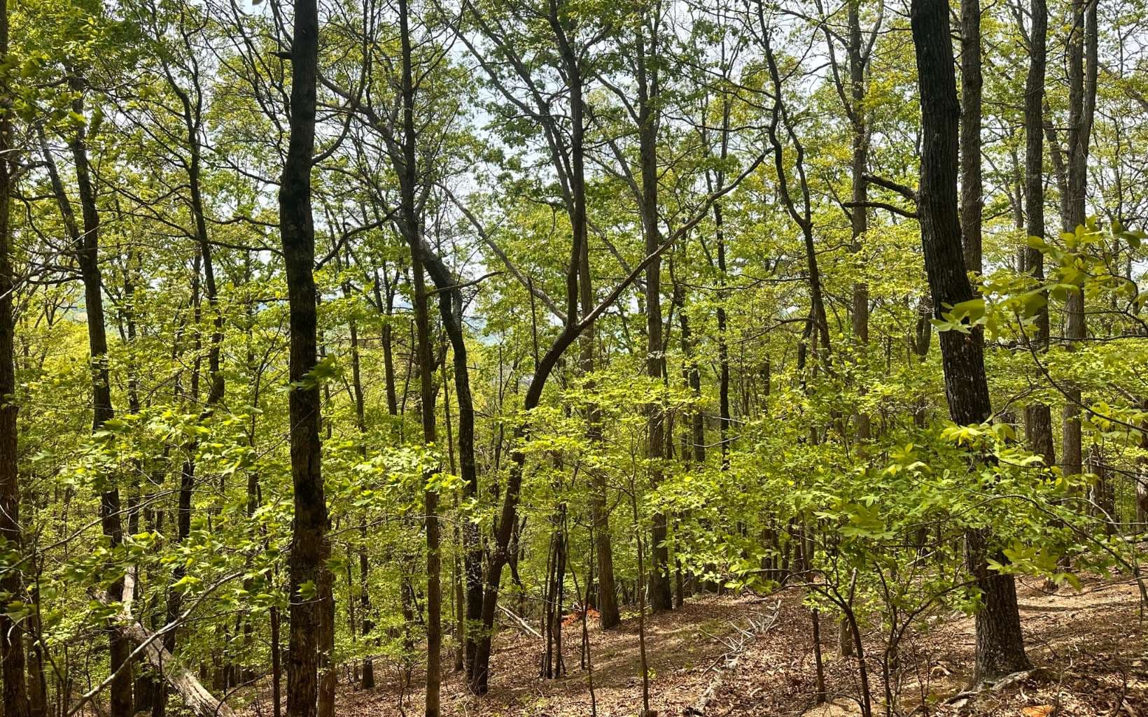 1 Thomas Town Road, Young Harris GA 30582 - Photo