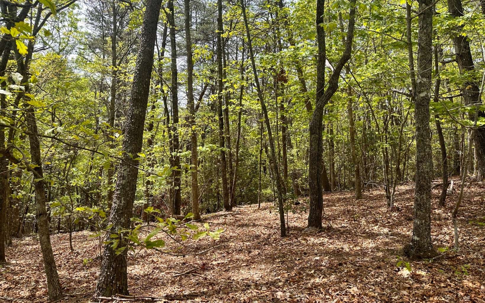 1 Thomas Town Road, Young Harris GA 30582 - Photo