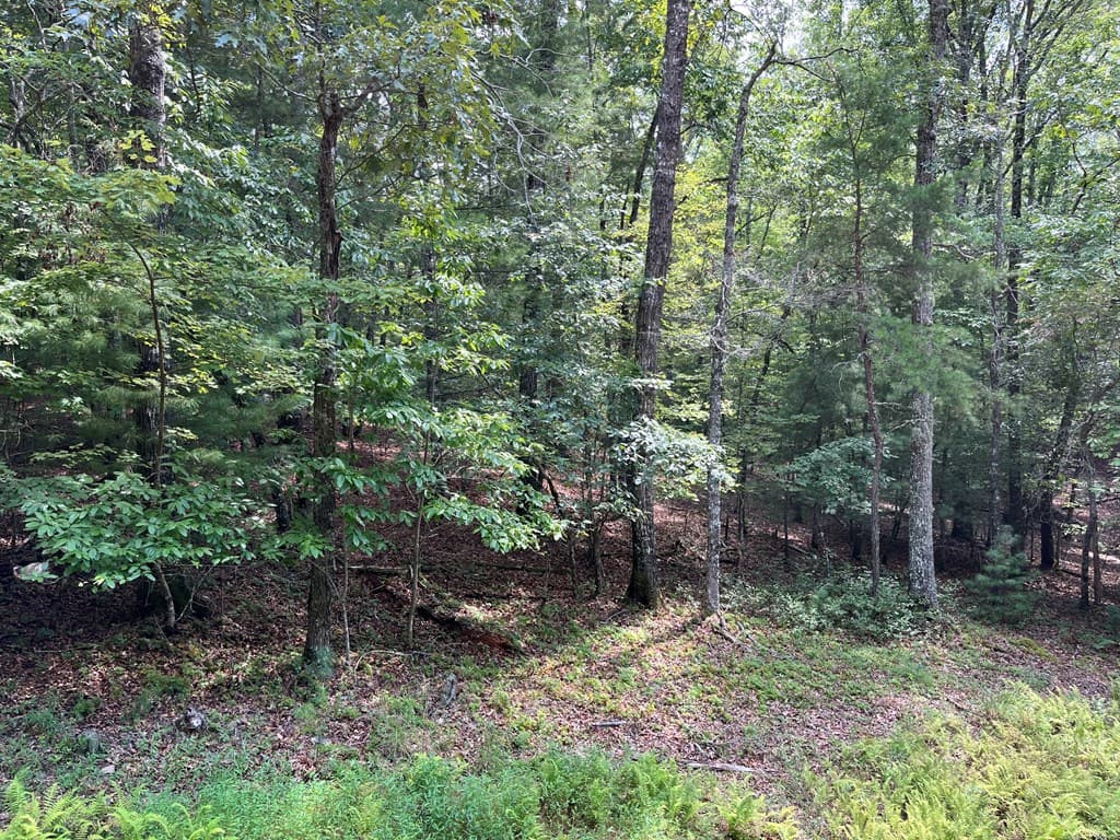 TBD Sheep Knob, Brasstown NC 28906 - Photo