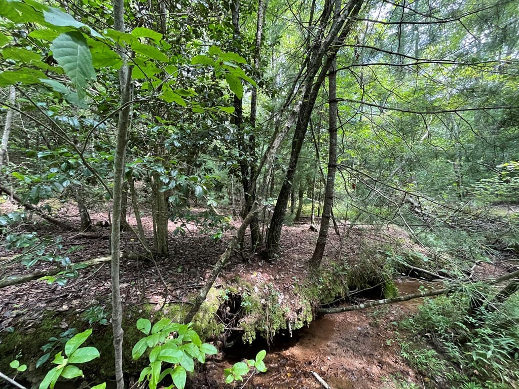 TBD Sheep Knob, Brasstown NC 28906 - Photo