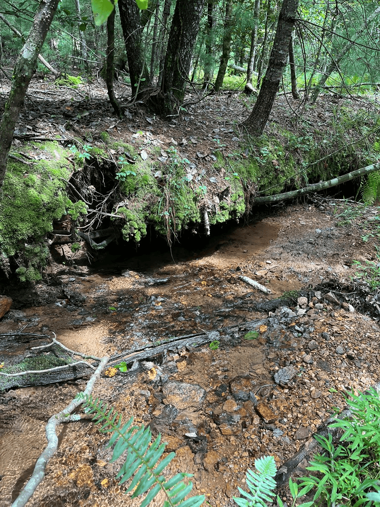 TBD Sheep Knob, Brasstown NC 28906 - Photo