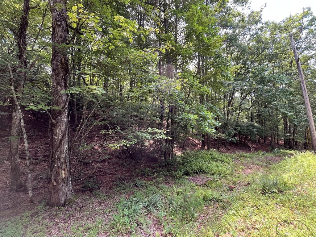 TBD Sheep Knob, Brasstown NC 28906 - Photo