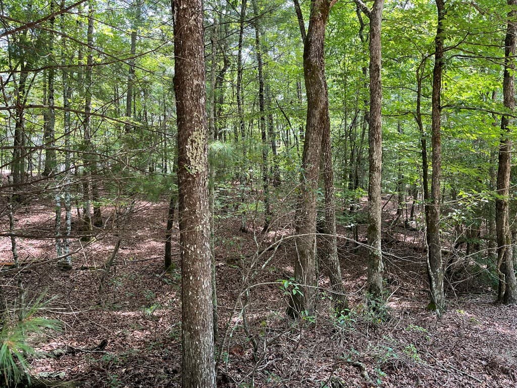TBD Sheep Knob, Brasstown NC 28906 - Photo