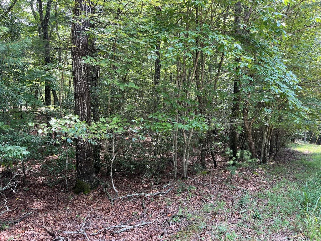 TBD Sheep Knob, Brasstown NC 28906 - Photo