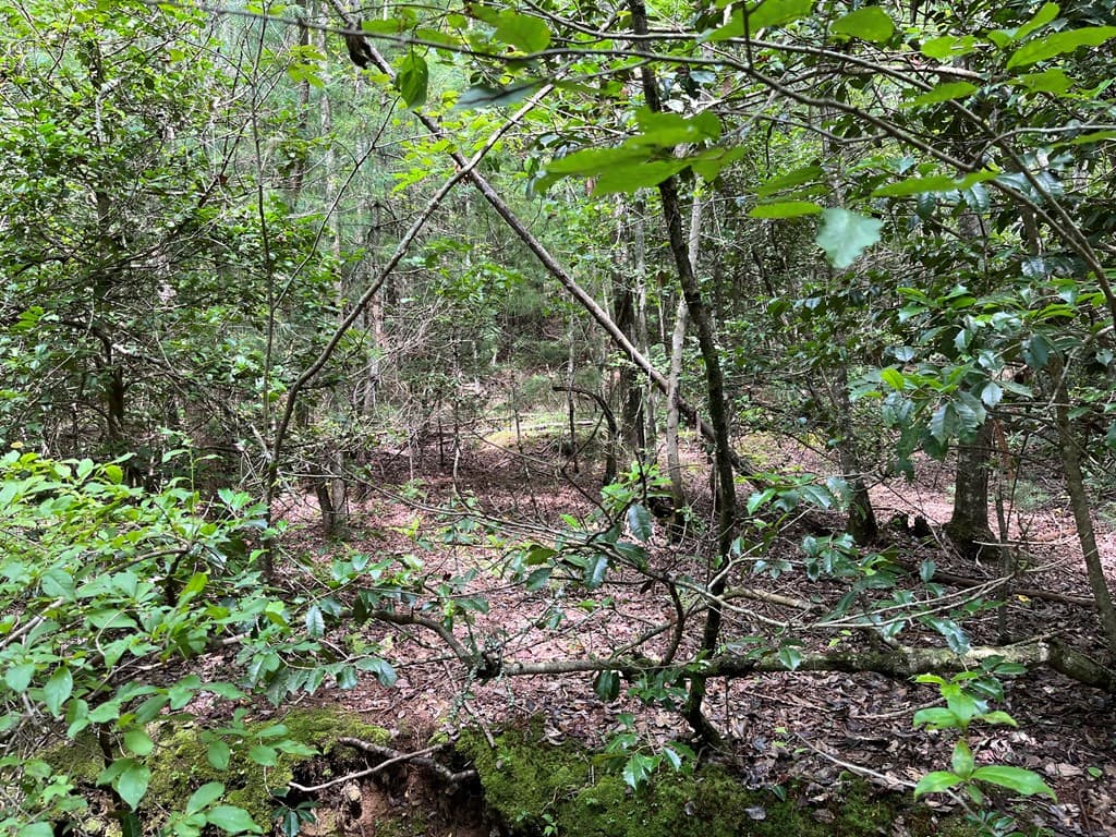 TBD Sheep Knob, Brasstown NC 28906 - Photo