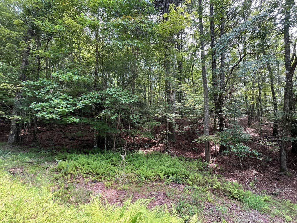 TBD Sheep Knob, Brasstown NC 28906 - Photo