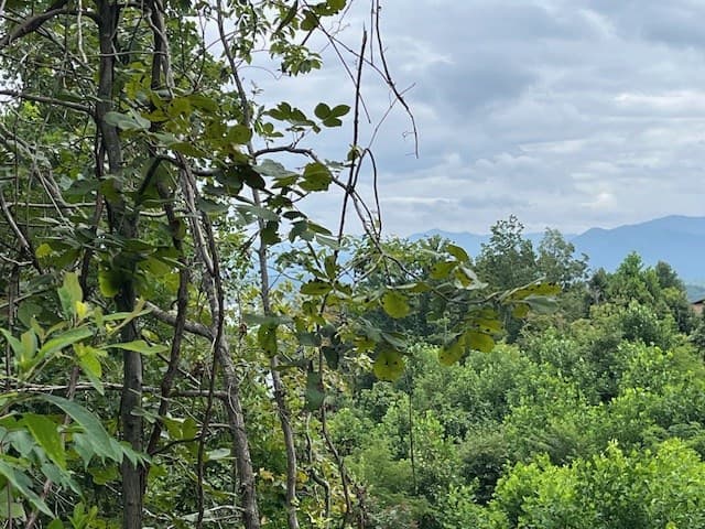 Lot 12 Forest View Drive, Hiawassee GA 30546 - Photo