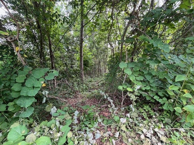 Lot 12 Forest View Drive, Hiawassee GA 30546 - Photo