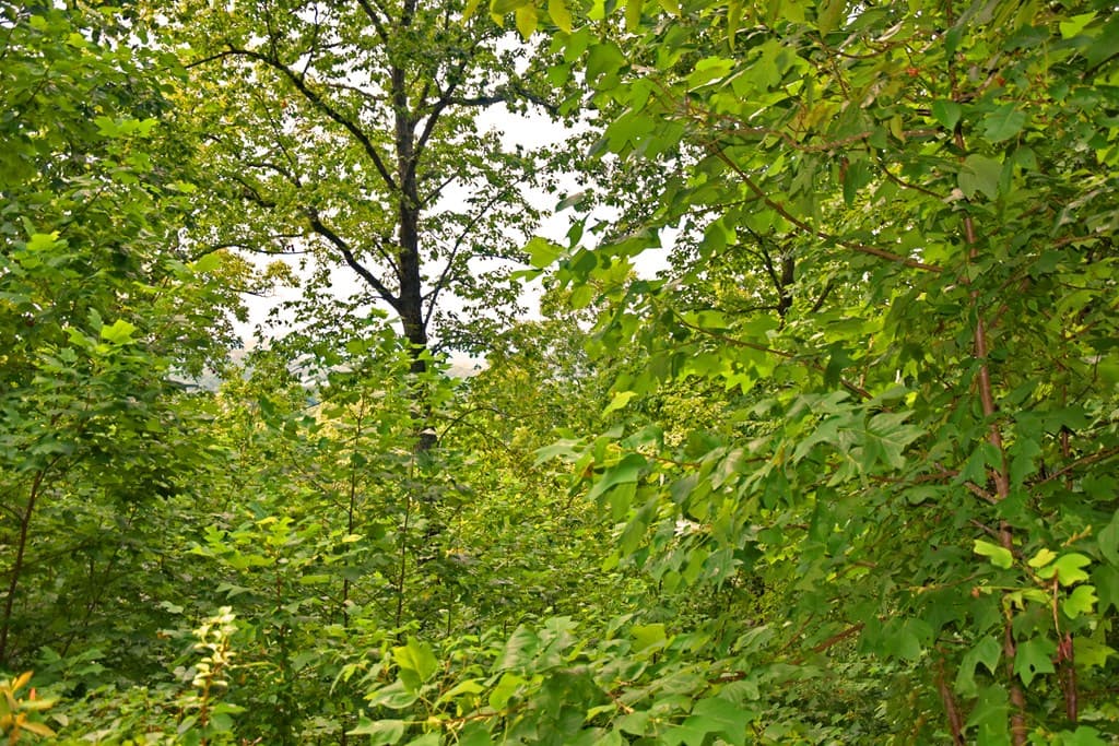 85 Little Deer Run, Hayesville NC 28904 - Photo