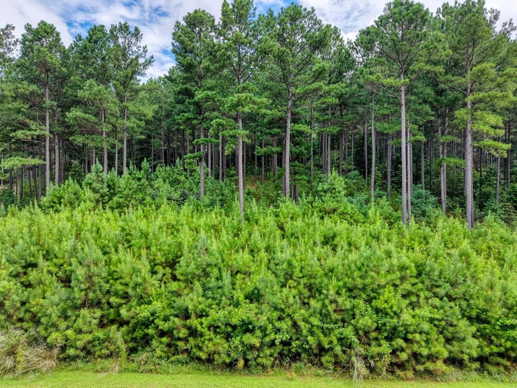Lot 169 Thirteen Hundred, Blairsville GA 30512 - Photo